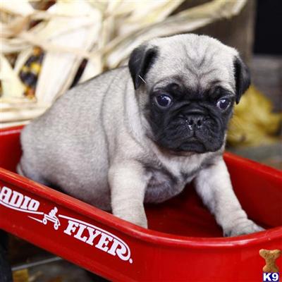 Pug Puppies for Sale