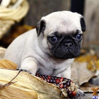 Pug Puppies for Sale