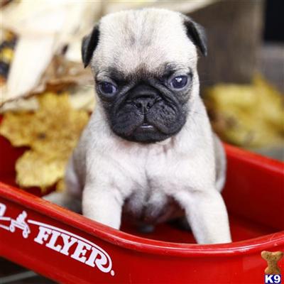Pug Puppies for Sale
