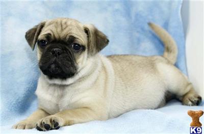 Pug Puppies for Sale