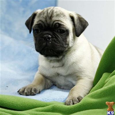 Pug Puppies for Sale