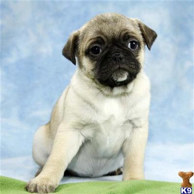 Pug Puppies for Sale