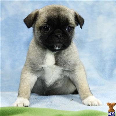 Pug Puppies for Sale