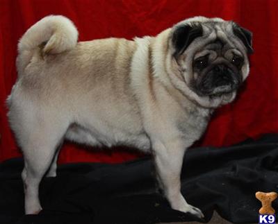 Pug Puppies for Sale