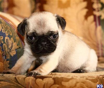 Pug Puppies for Sale