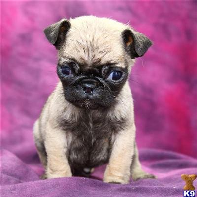 Pug Puppies for Sale