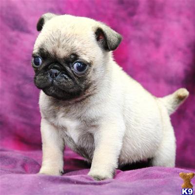 Pug Puppies for Sale