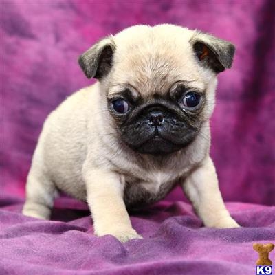 Pug Puppies for Sale