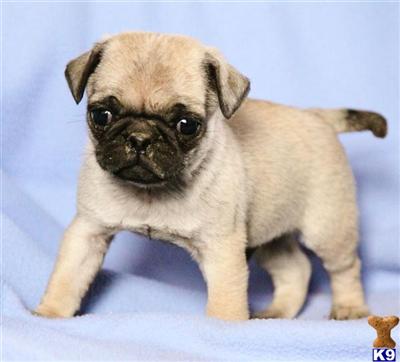 Pug Puppies for Sale