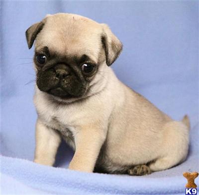 Pug Puppies for Sale
