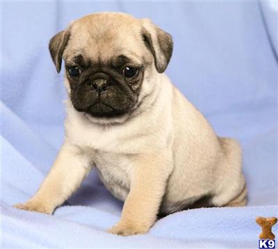 Pug Puppies for Sale