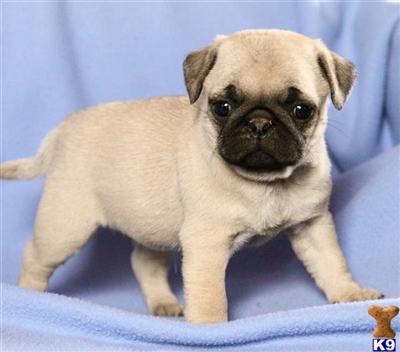 Pug Puppies for Sale