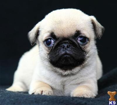 Pug Puppies for Sale