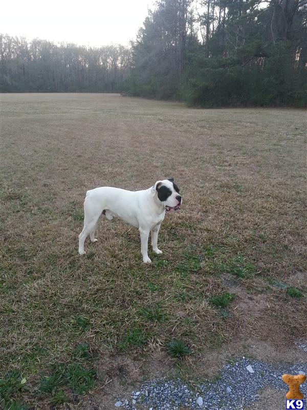 Stud Dogs - American Bulldog