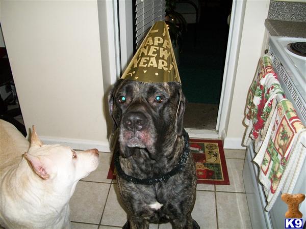 Stud Dogs - Mastiff