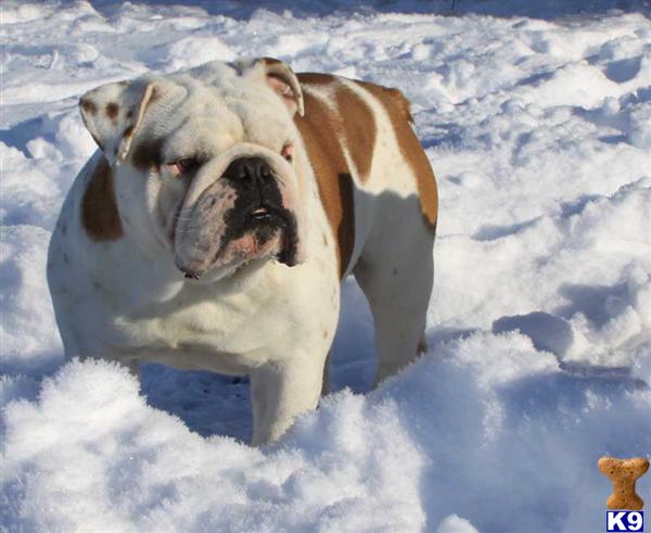 Stud Dogs - Bulldog