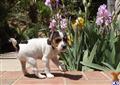 Jack Russell Terrier