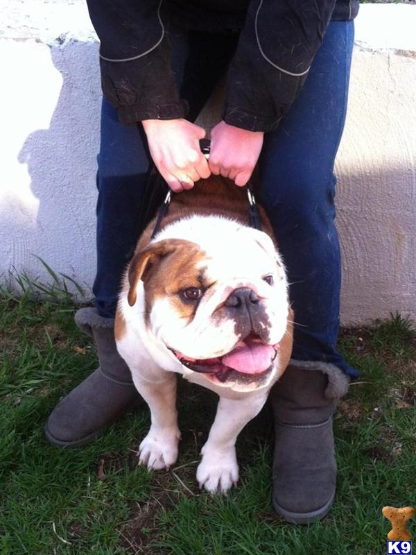 Stud Dogs - English Bulldog