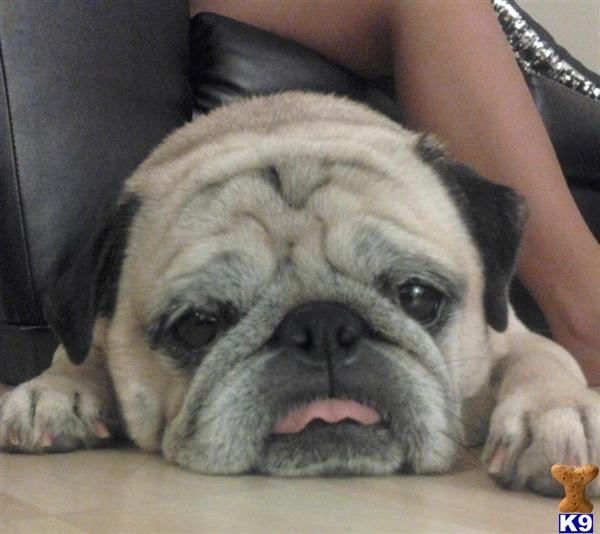 pugs for sale richmond va document moved pugs for sale richmond va document moved