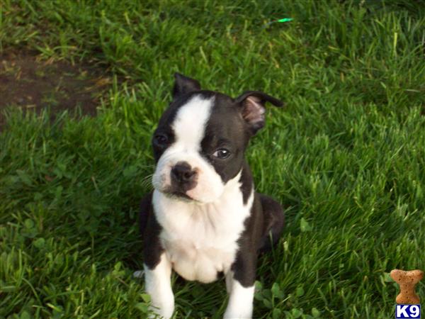 Puppies in Springdale