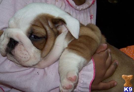 English Bulldog Puppies in FL