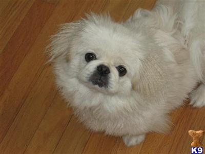 Pekingese Puppies
