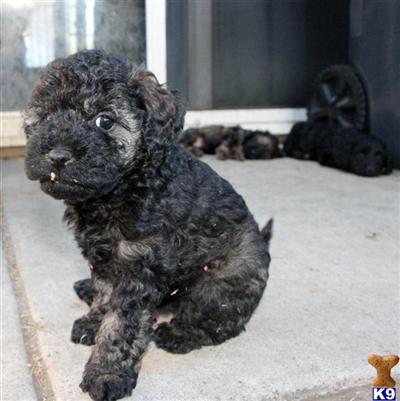 Schnoodle Puppies