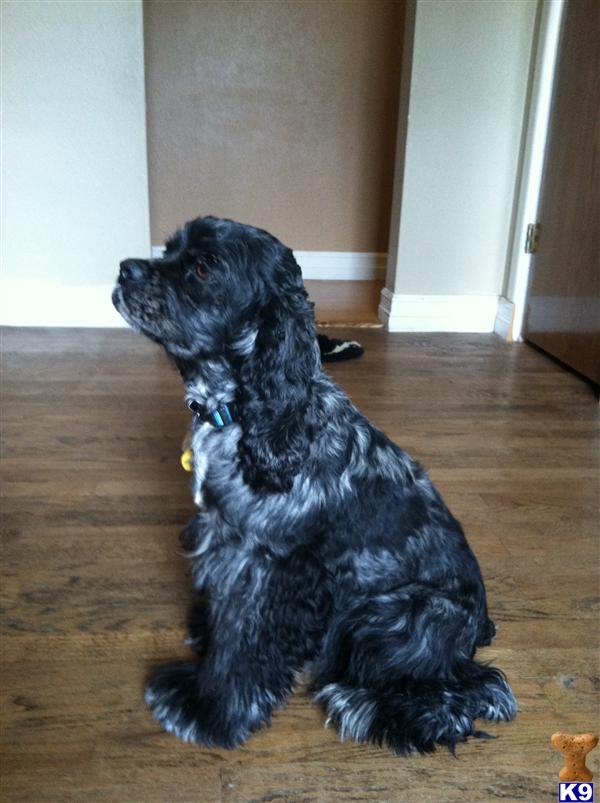 Stud Dogs - Cocker Spaniel