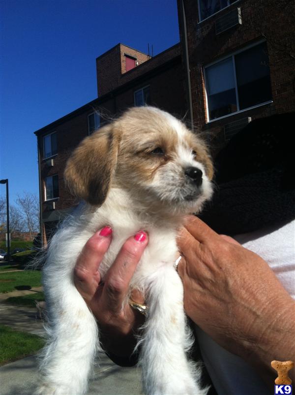 Puppies in MA