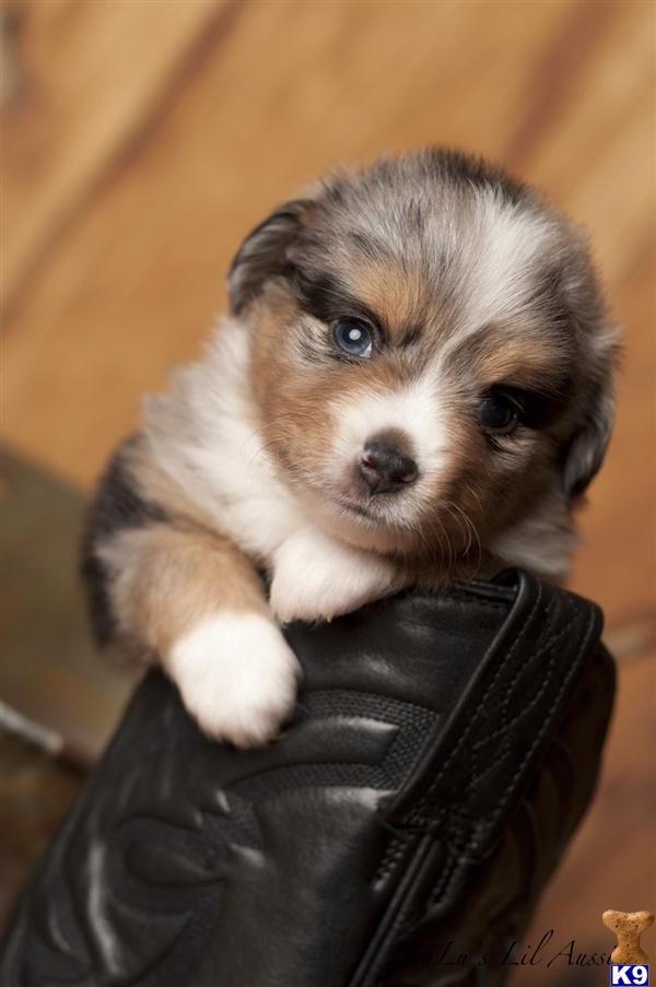 Puppies in UT