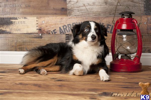 Dogs - Miniature Australian Shepherd