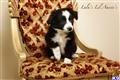 Miniature Australian Shepherd