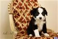 Miniature Australian Shepherd