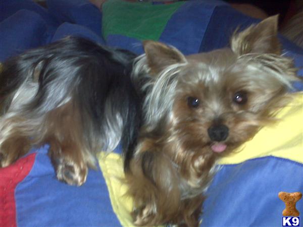 Stud Dogs in VA