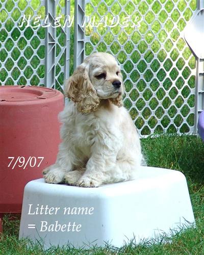 Puppies in CT