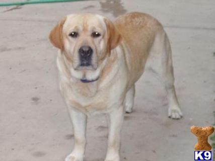 Stud Dogs - Labrador Retriever