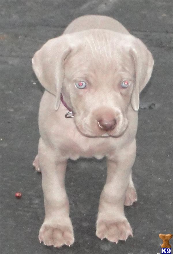 weimaraner puppies for sale in michigan document moved weimaraner puppies for sale in michigan document moved