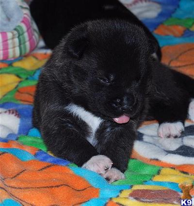 Akita Puppies in MD