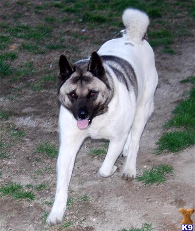 Akita Puppies for Sale