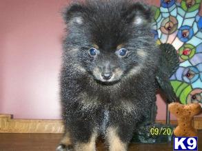 Puppies in MD