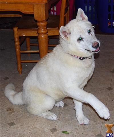 Dogs for Sale in MD