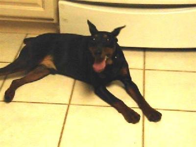 Dogs for Sale in NJ