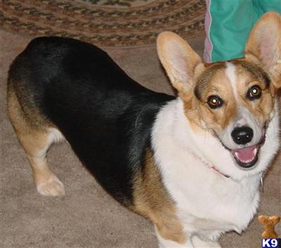 Stud Dogs - Pembroke Welsh Corgi