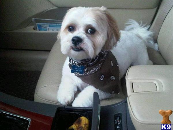 Stud Dogs in IL