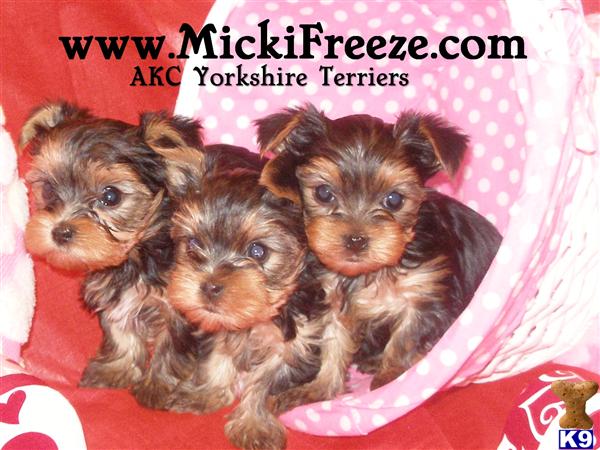 Puppies in Ft worth