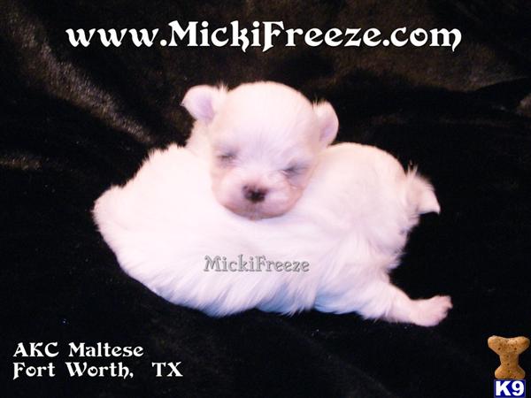 Puppies in Ft worth