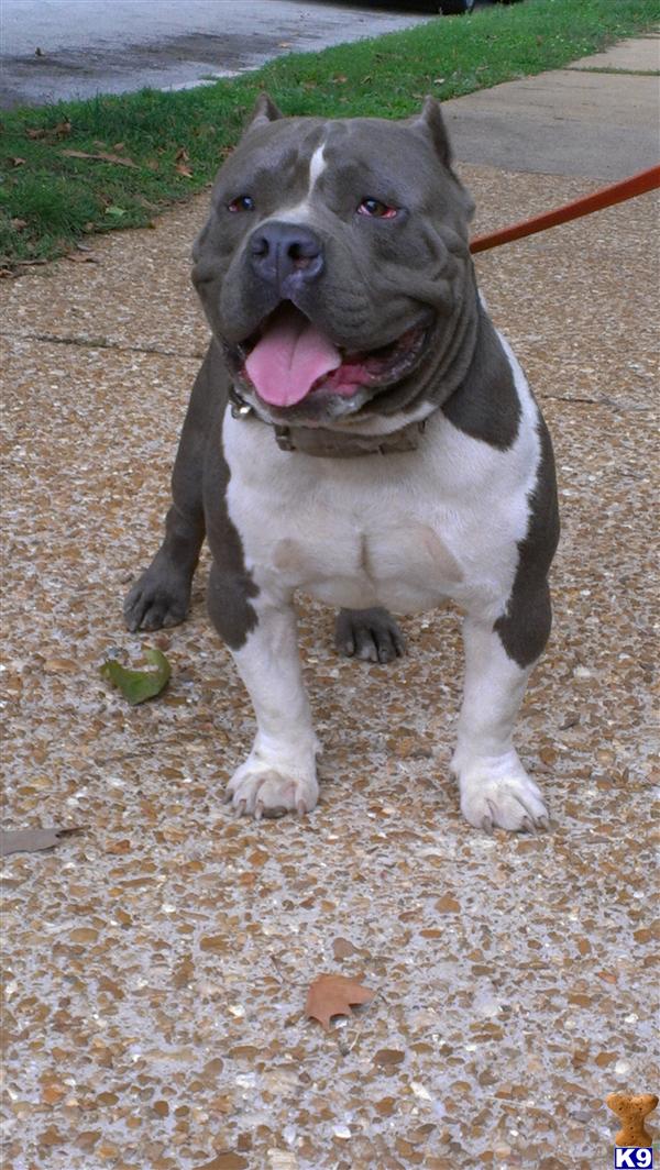 Stud Dogs - American Pit Bull