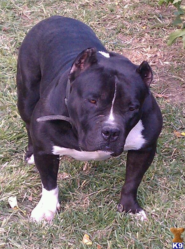 Stud Dogs - American Pit Bull