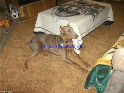 Stud Dogs in AL