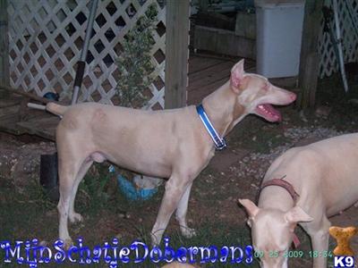 Stud Dogs in AL